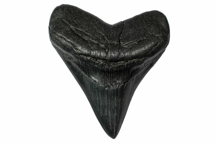 Fossil Megalodon Tooth - South Carolina #340205